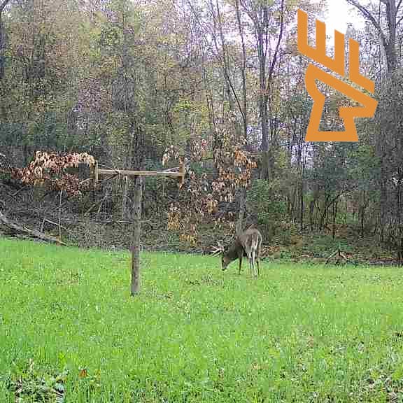 Whitetail Landscapes - Advancing Food Plots, Clover, Aeration, Holding More Deer episode artwork