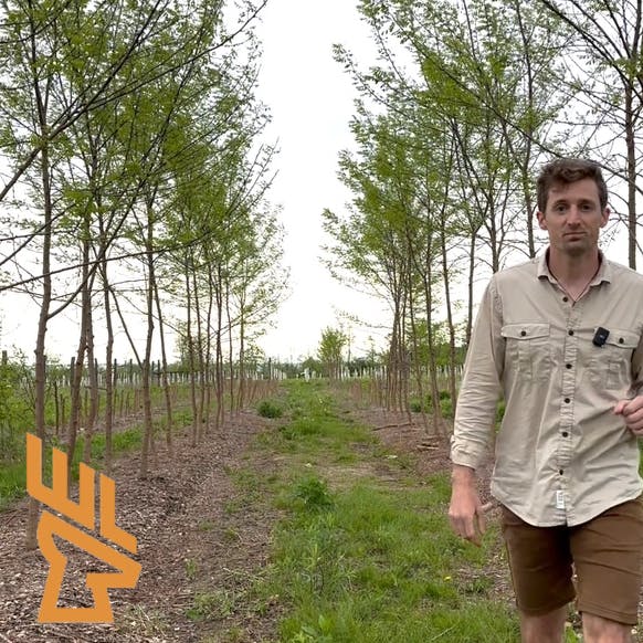 Whitetail Landscapes - Reshaping Your Farm with Trees, Income Generators, Fruit, Chestnuts episode artwork