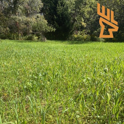 Whitetail Landscapes - Building Nutrient Dense Food Plots Now, Germination Tactics, Drought episode artwork