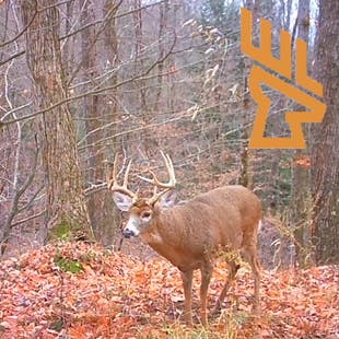 Whitetail Landscapes - Where Deer Bed, Morning Hunts in Bedding Areas, Landscape Design episode artwork
