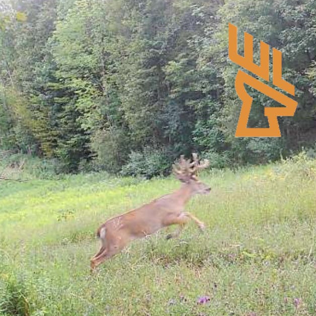 Whitetail Landscapes - Design Flow, Layered Bedding, Trail Cameras for Big Bucks episode artwork