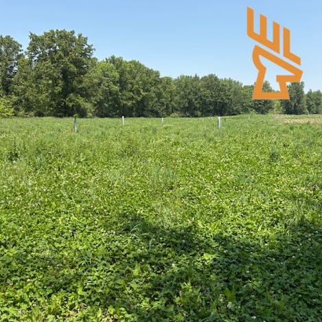 Whitetail Landscapes - Turkey Brood Habitat, Spatial Movement, Land Management episode artwork
