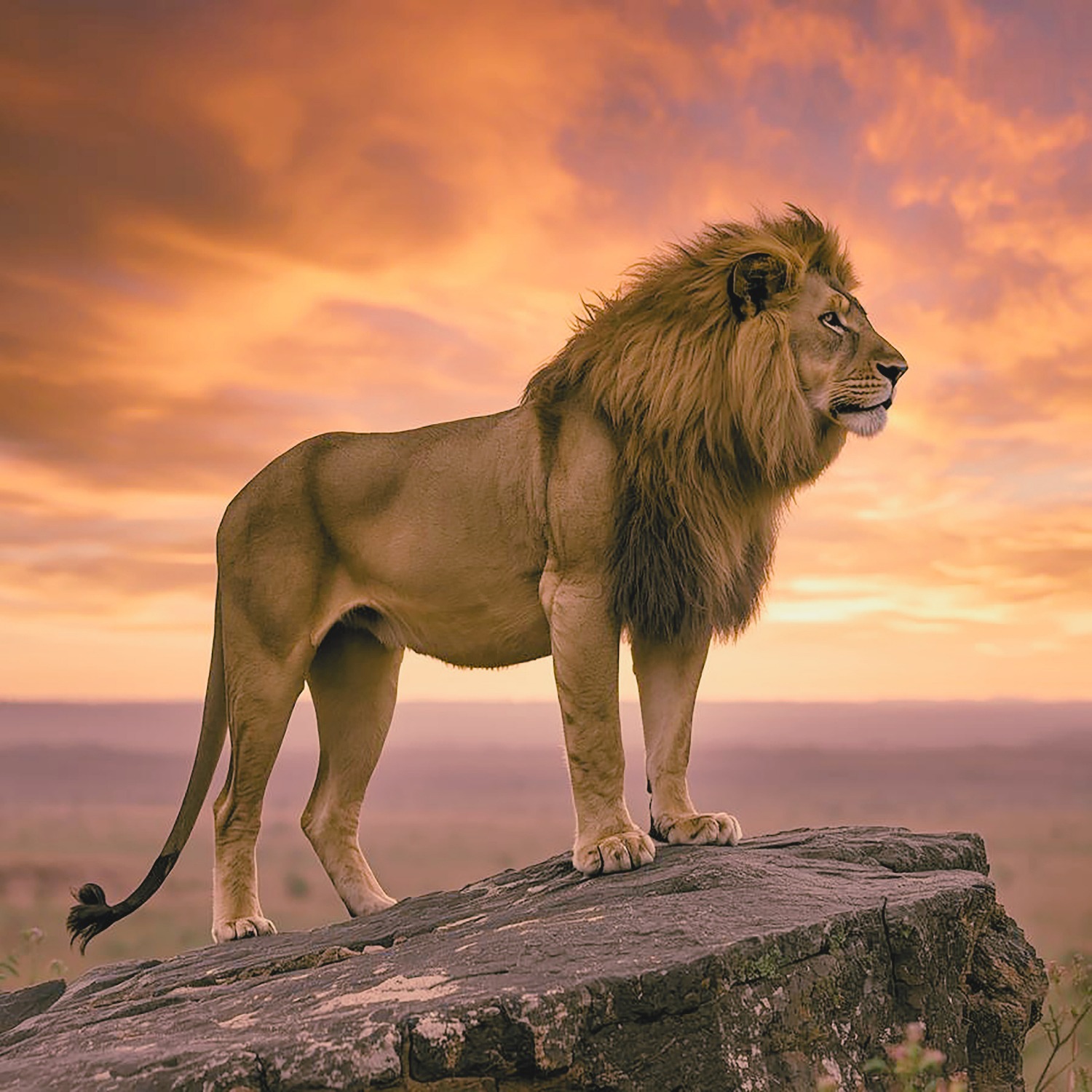 Bileams profetie en de Rising Lion - André Piet