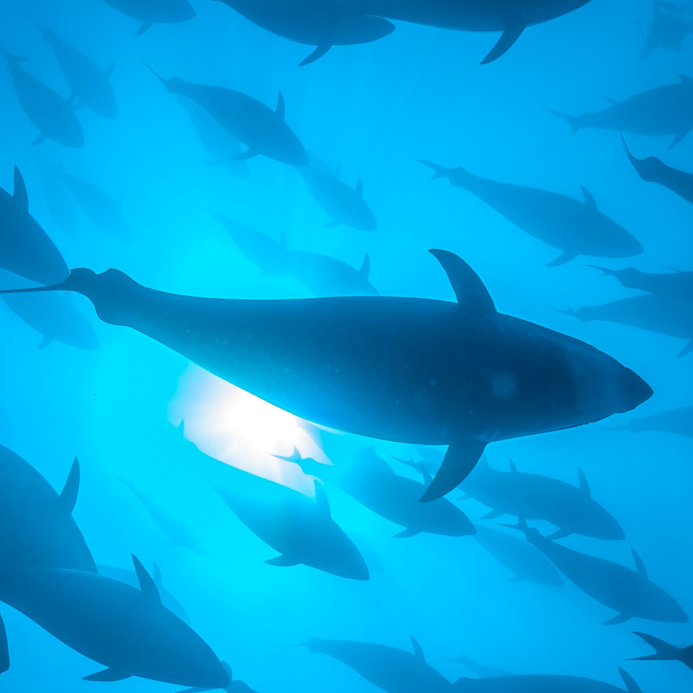 Fishery Dishery cover art