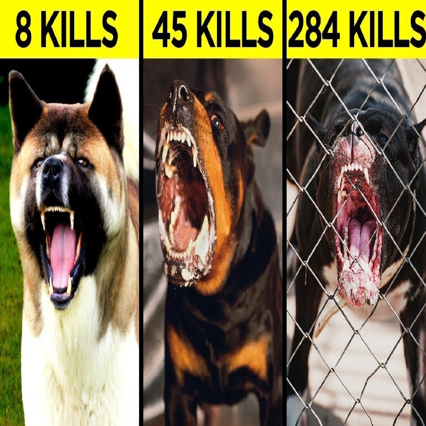 Most Aggressive Guard Dogs in the World