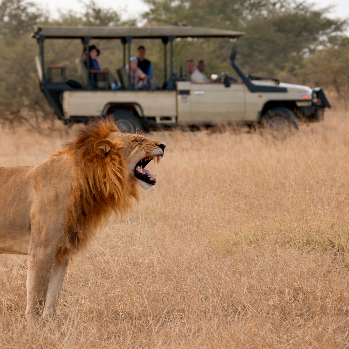 Safari Seekers podcast artwork