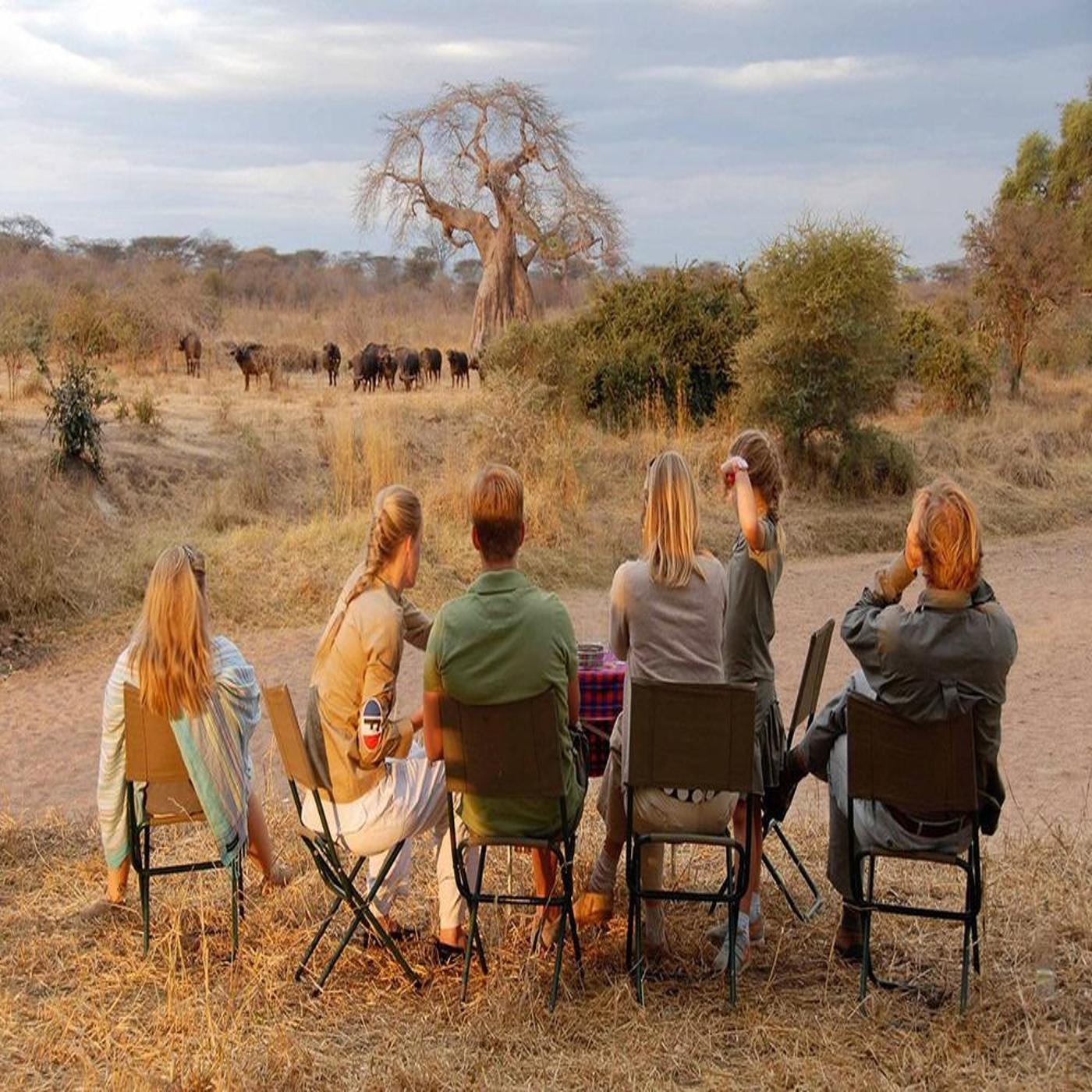 Signature Safari