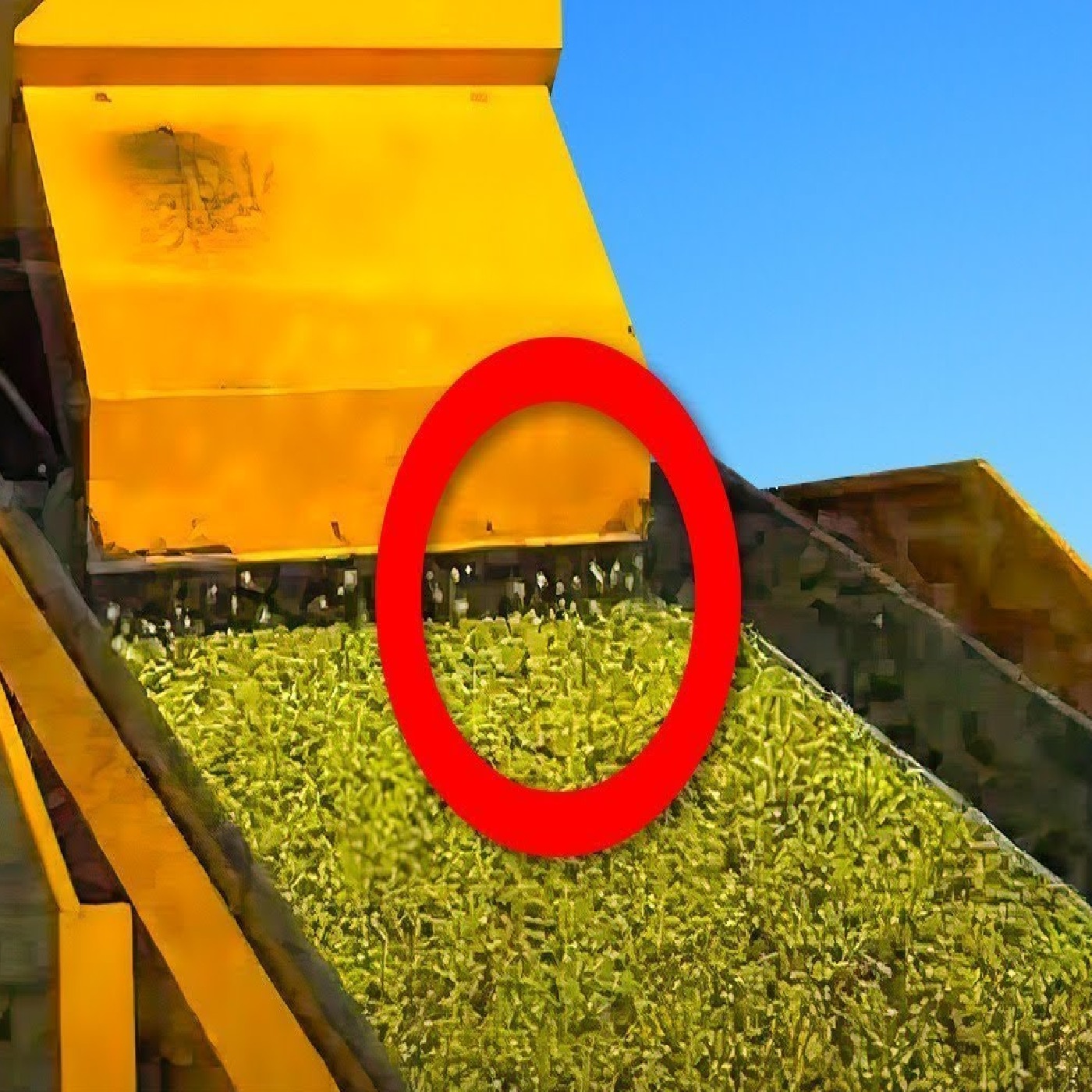 Why Olive Oil Is So Expensive? episode artwork
