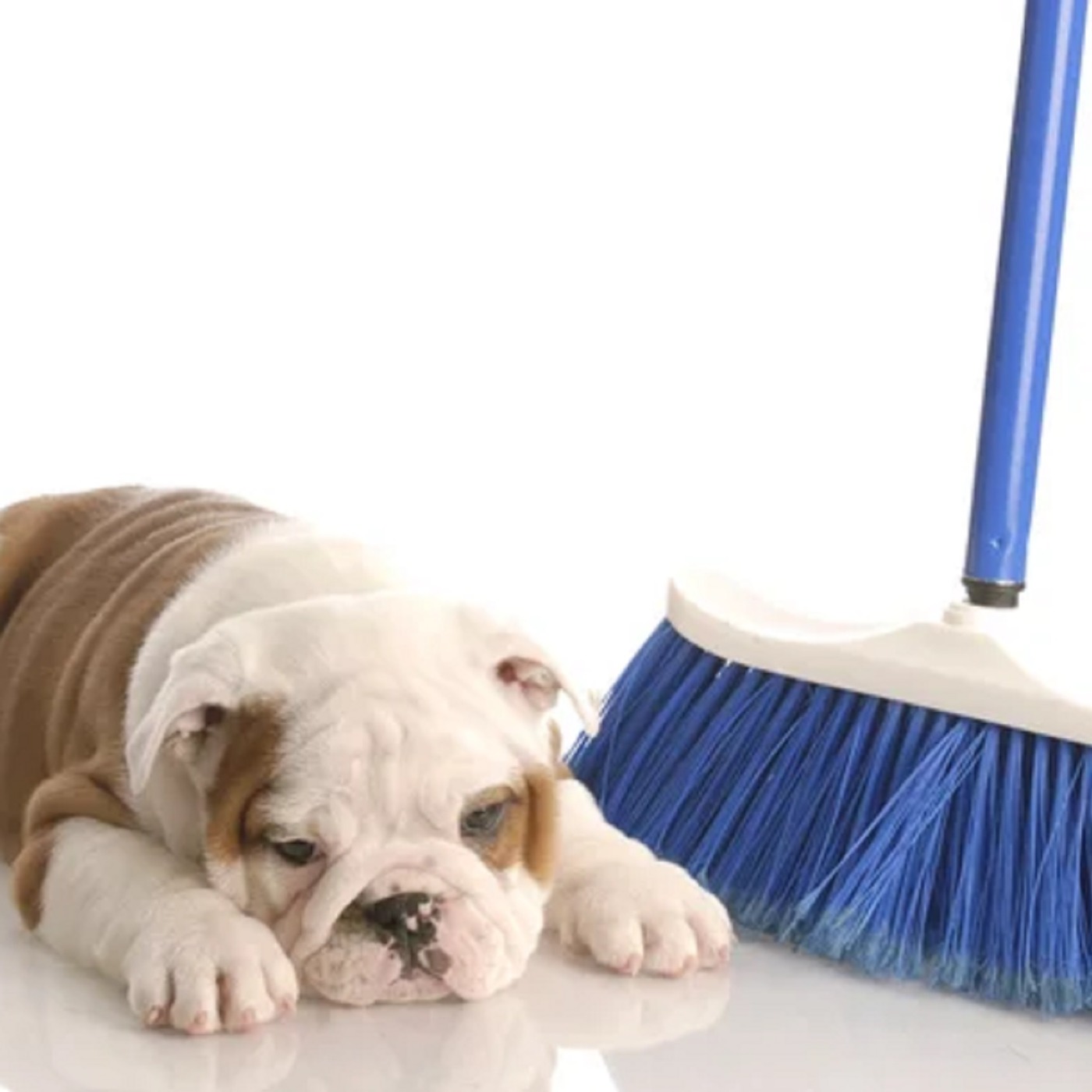 Dudy Noble Field to host battle of the Bulldogs