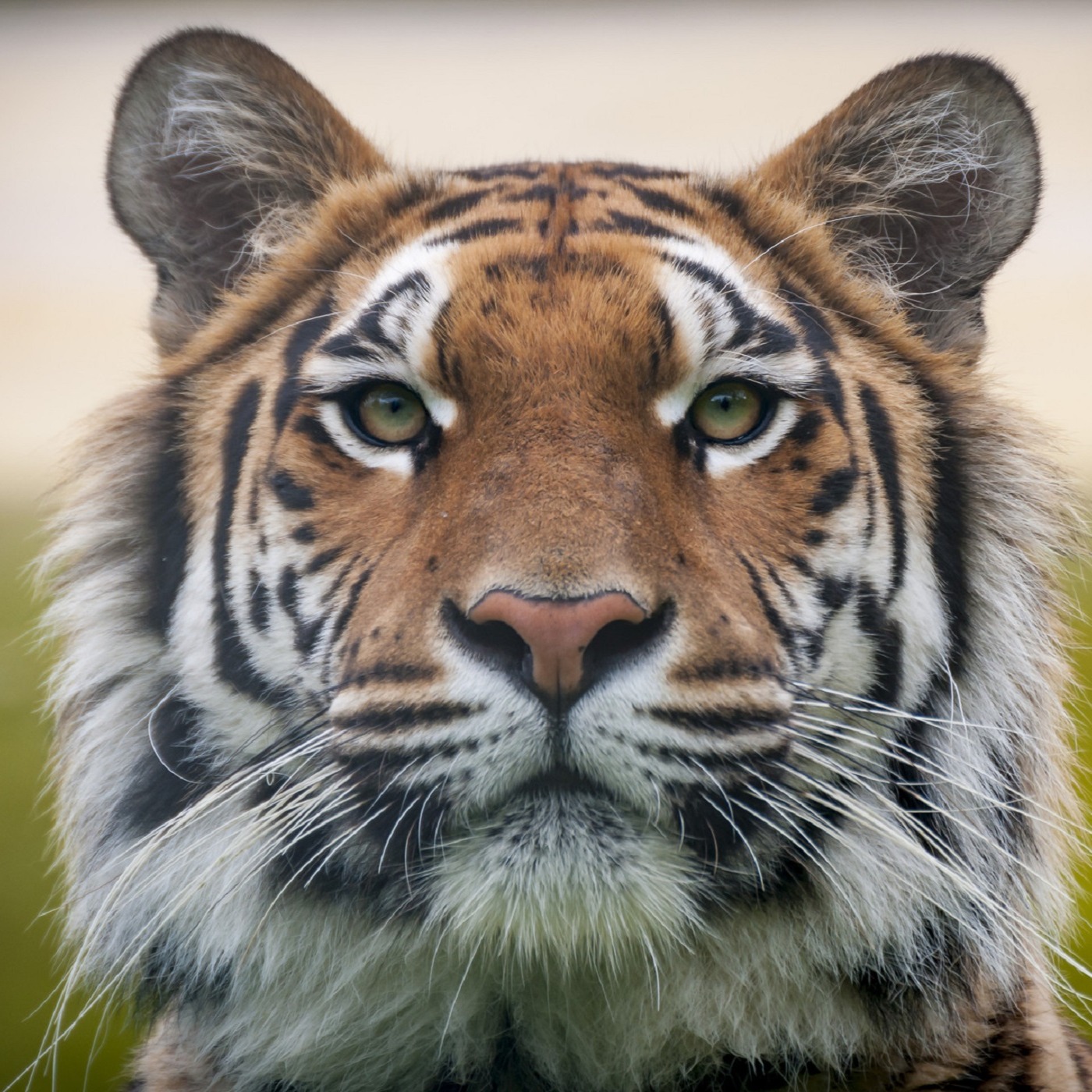 Diamond Dawgs record second SEC road sweep of the season