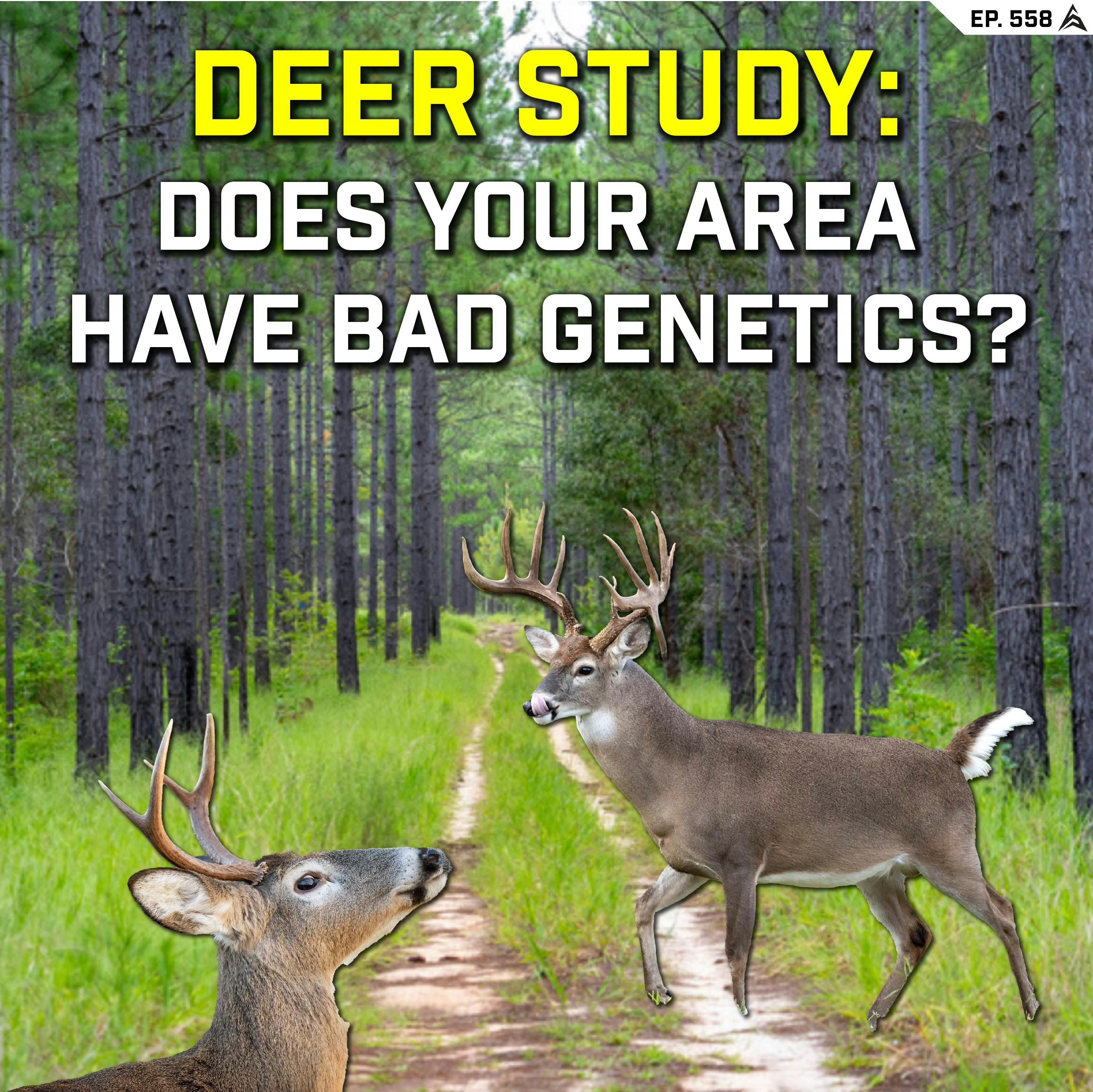 558 - DEER STUDY: Do Bucks Have Bad Genetics in Your Area?
