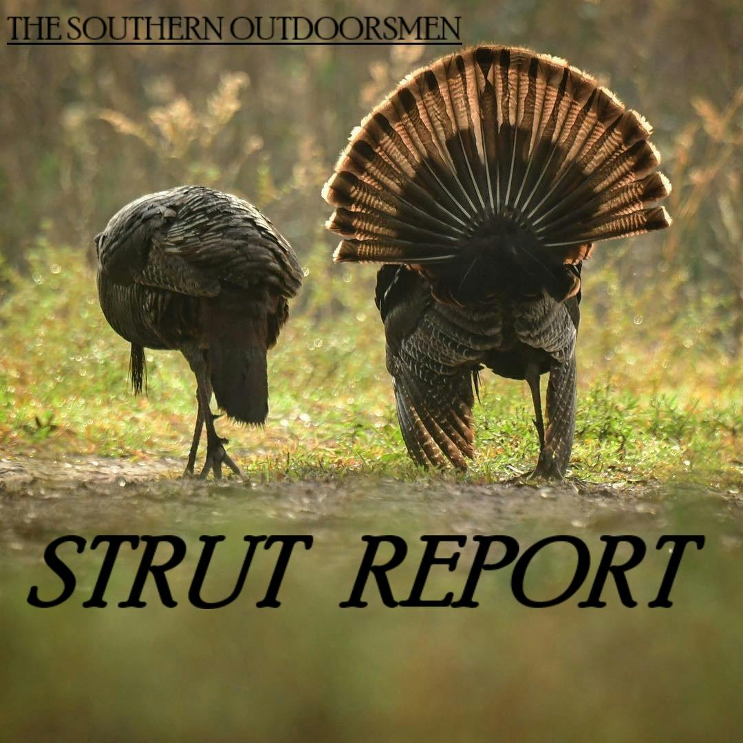 EP. 9- Strut Report #3, March 15