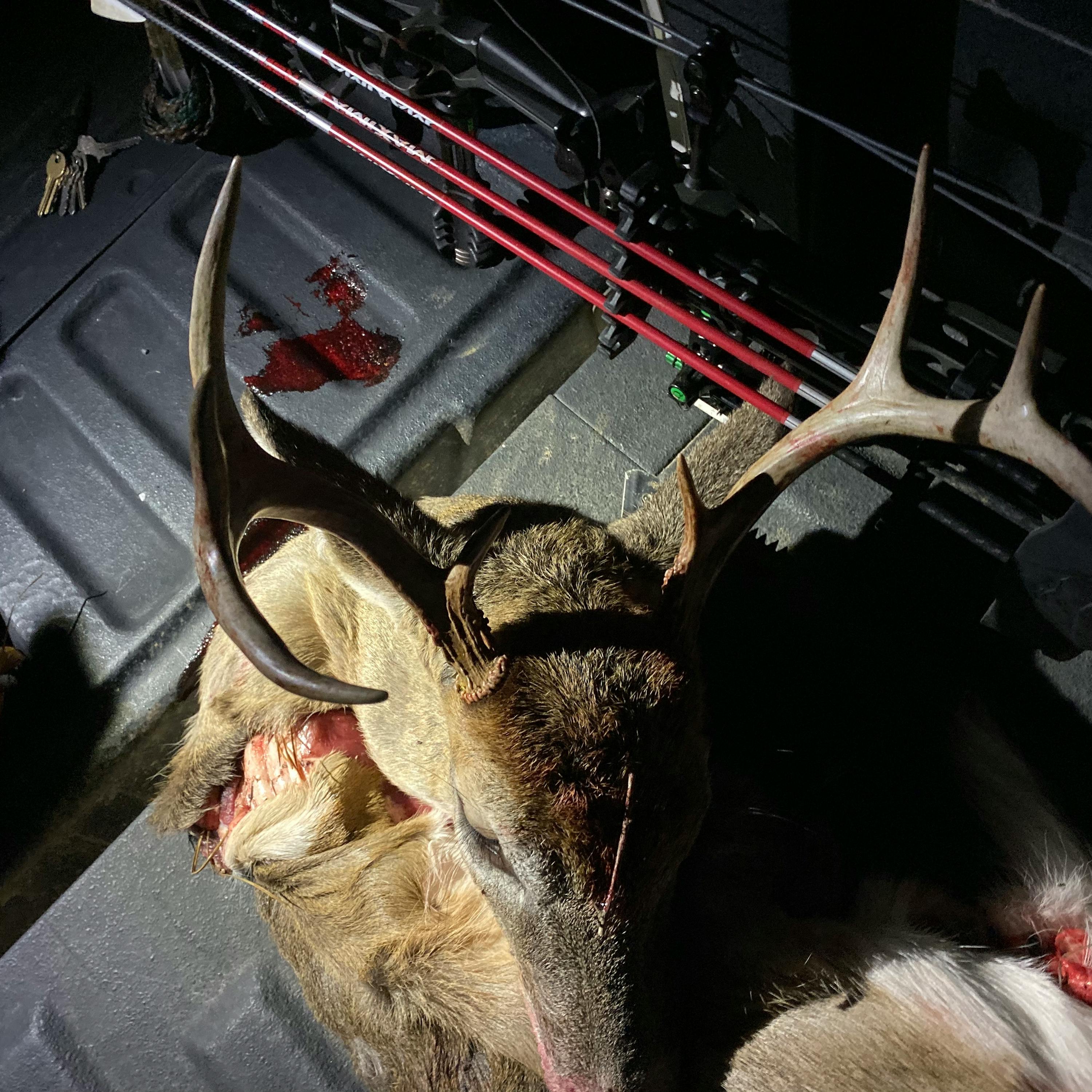 EP. 140 - Hunting Young Pines, Thick Transitions & BUCK DOWN!