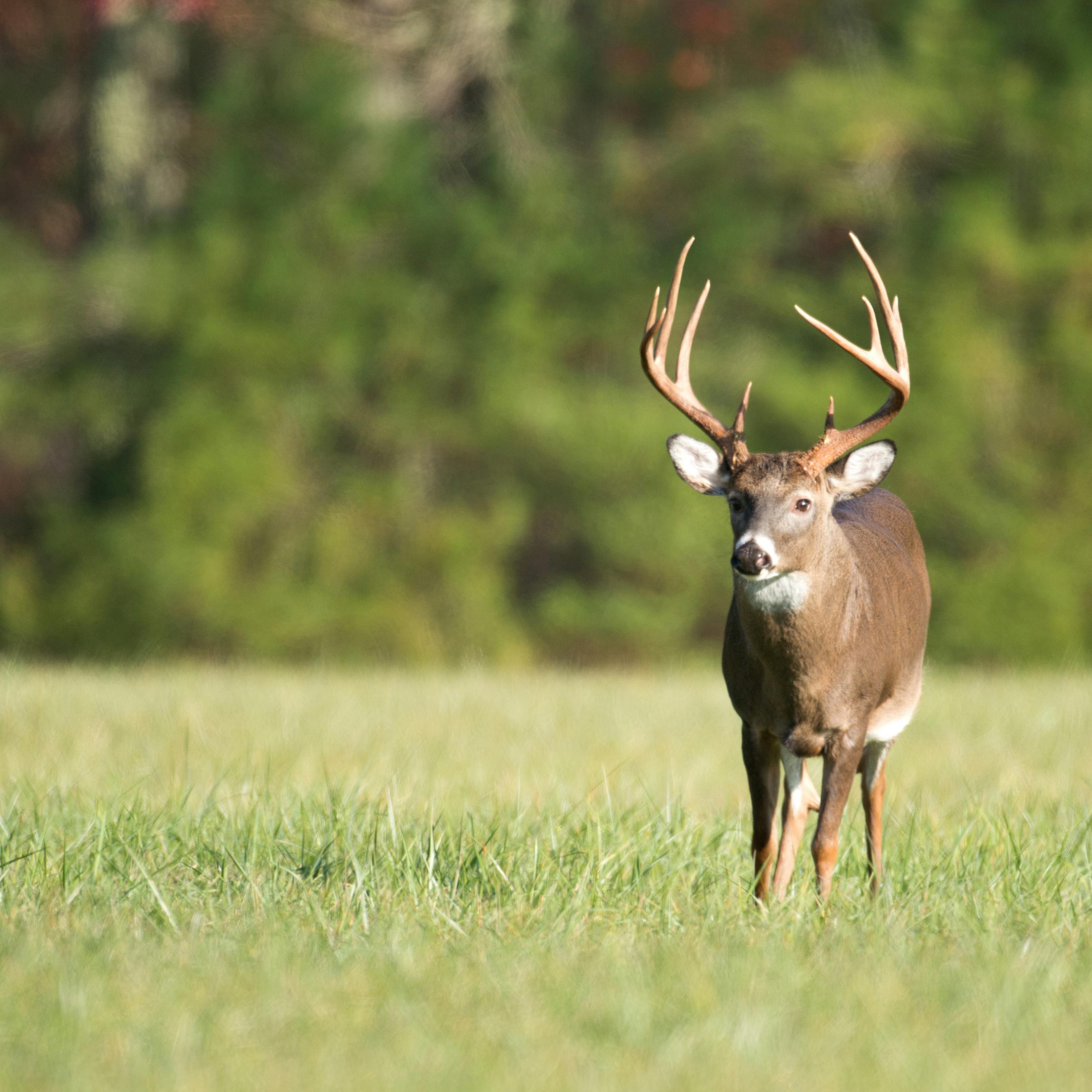 EP. 120 - Public Land Tactics with Catman and Adrian Wilson