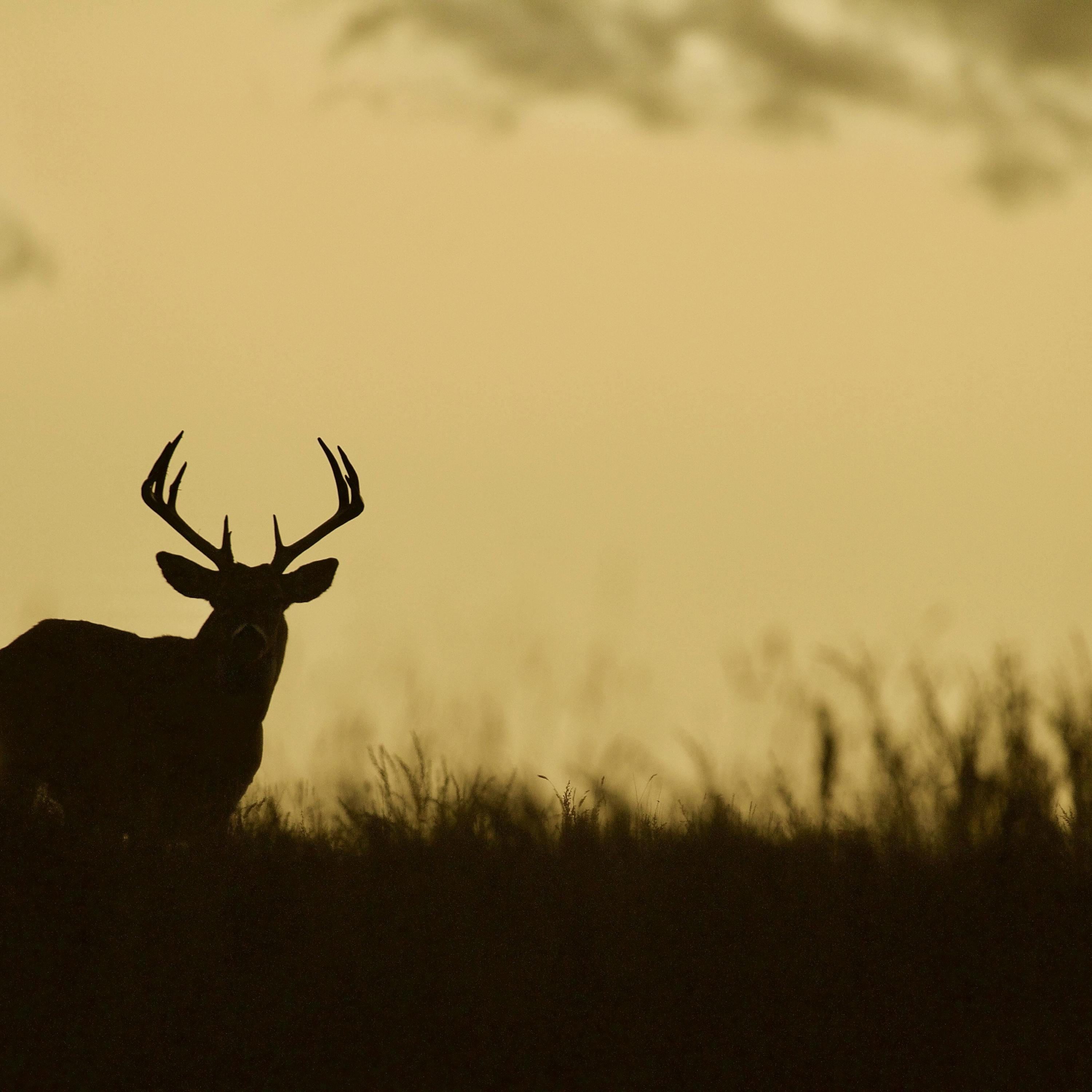 EP. 137 - The Good Hunt Thought Process with Mark Turner
