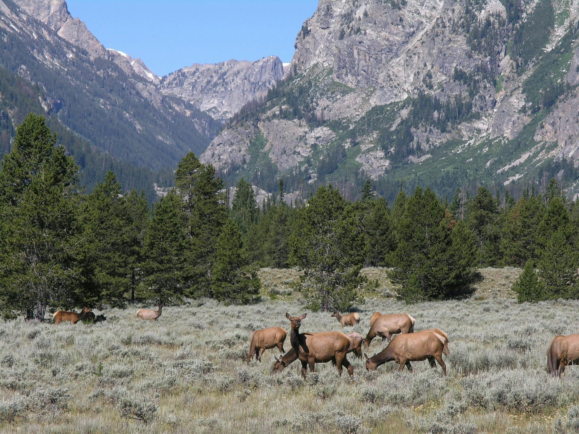 EP. 25- Wyoming Muleys part 1