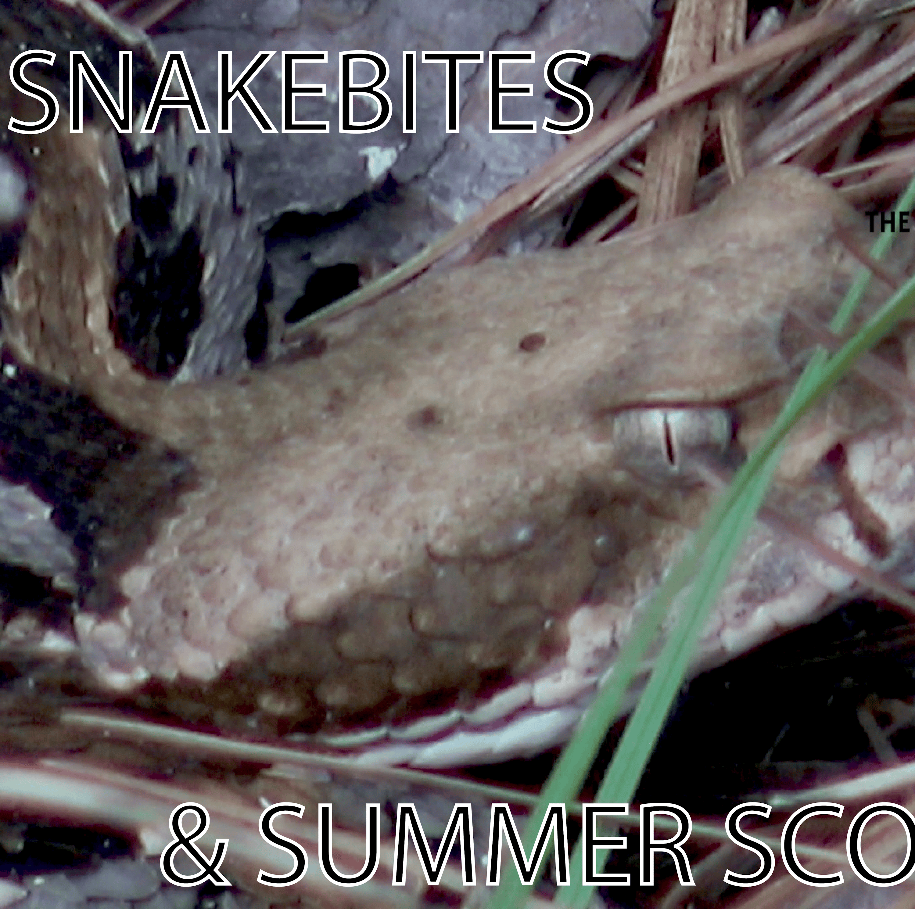EP. 39- Snakebites and Late Summer Buck Scouting