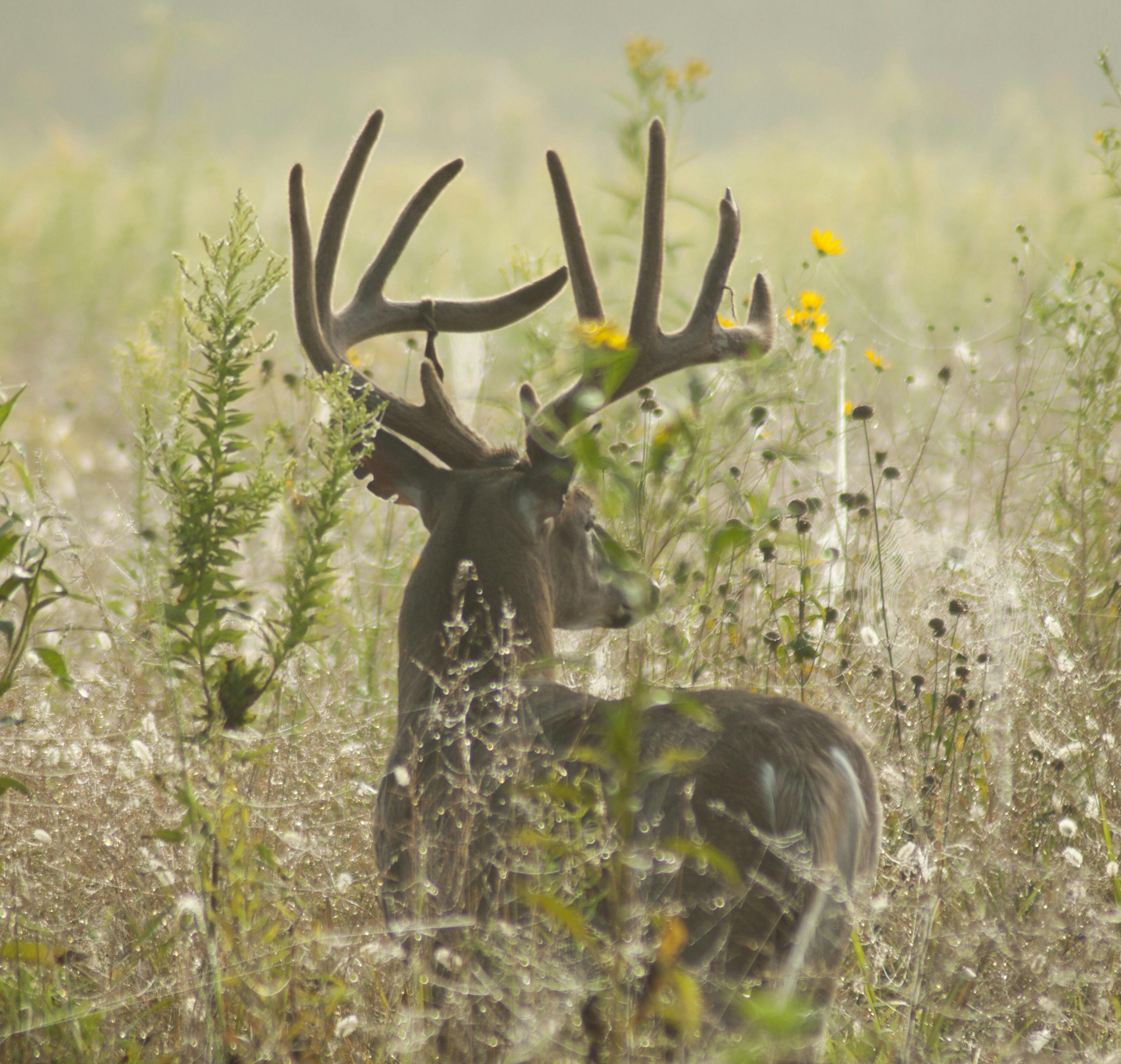 EP. 113 - Southern Velvet Hunt Prep
