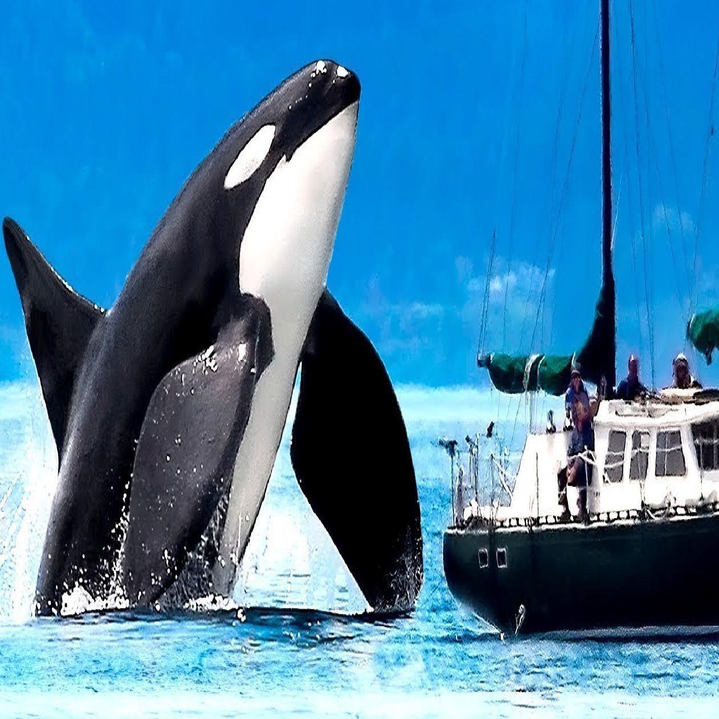 Orcas Are Attacking Us. Here’s Why episode artwork
