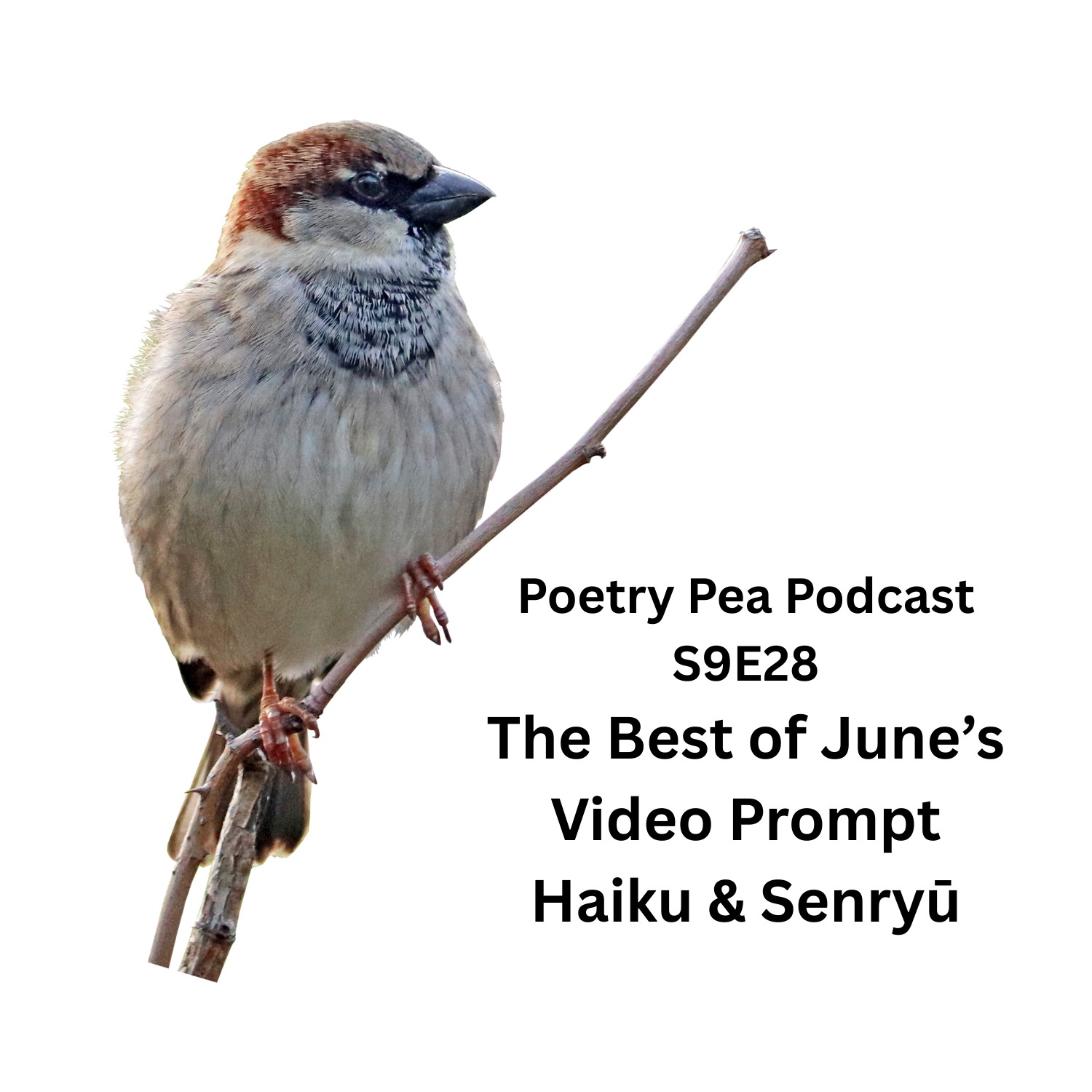 S9E28 The Best of June Poetry Pea Video Prompt Haiku & Senryu