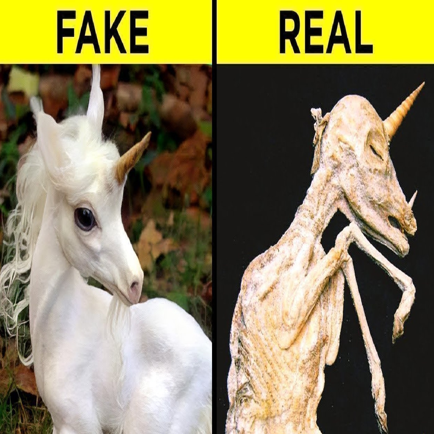 Mythical Creatures That Actually Exist In Real Life