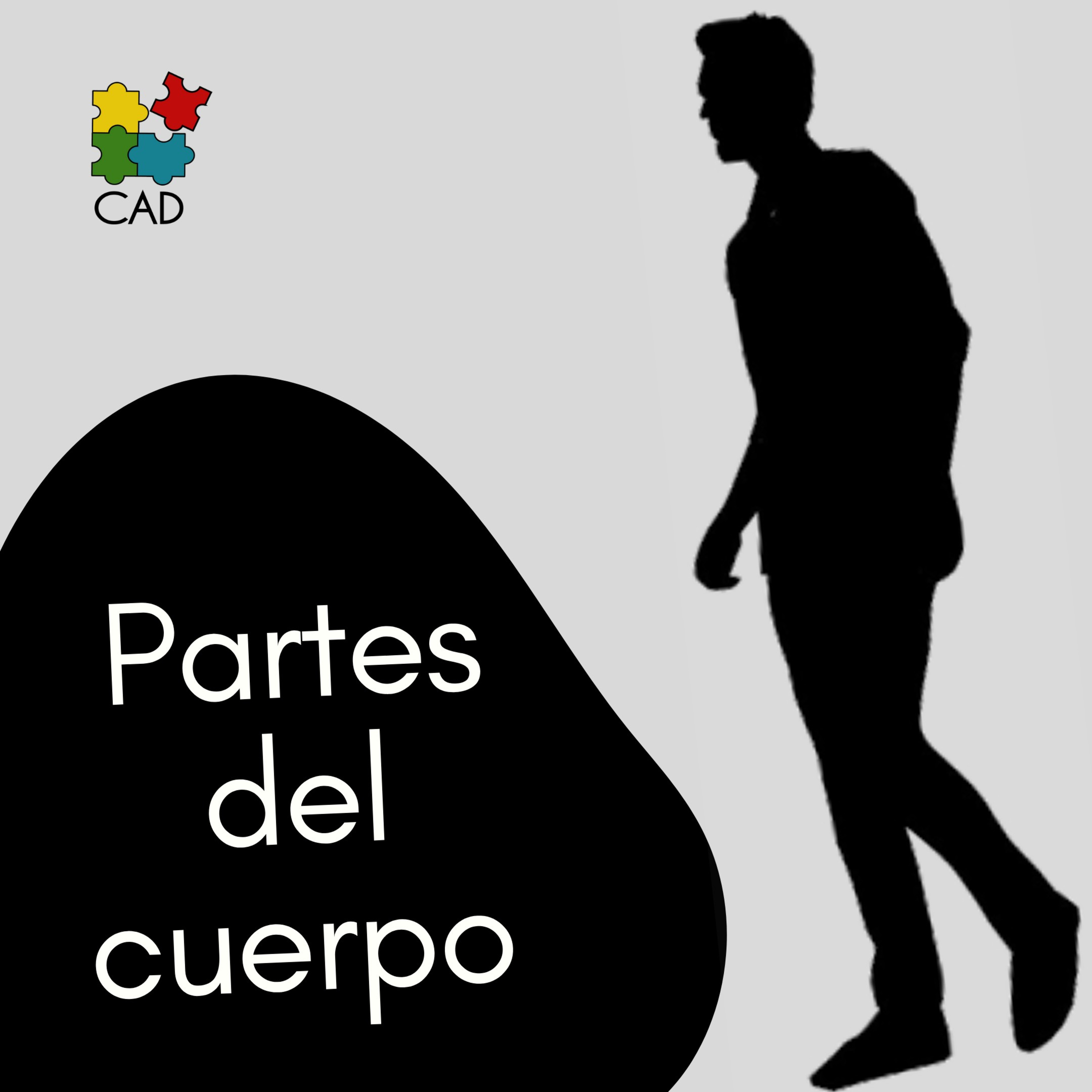 Partes del cuerpo / ENGLISH