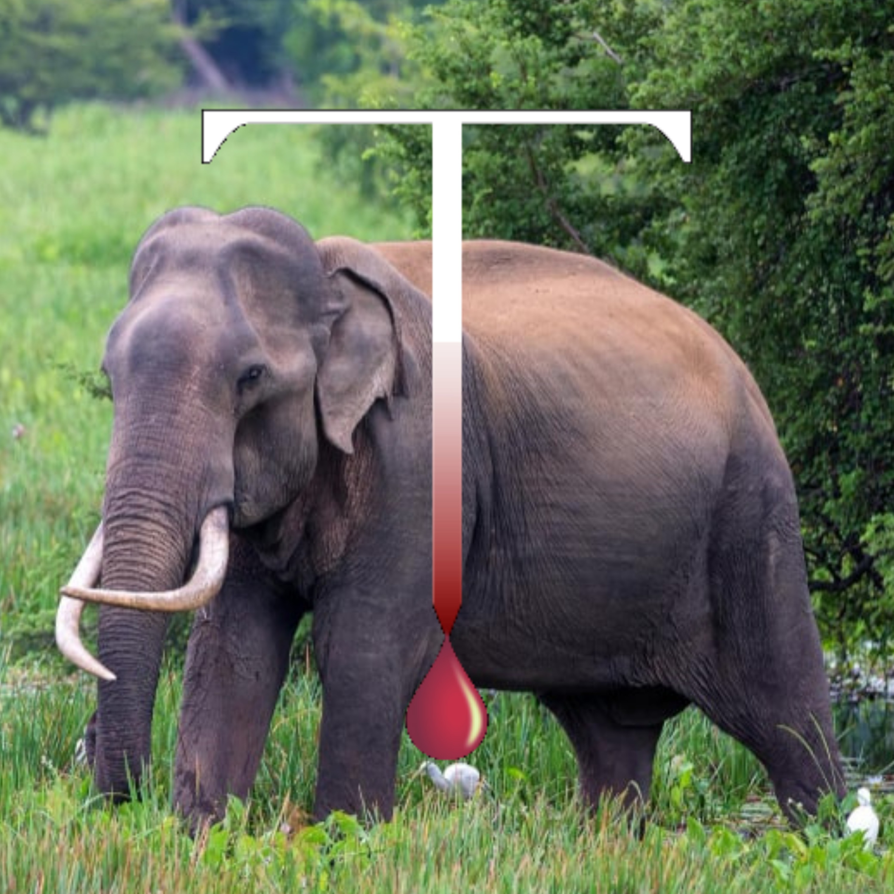 Elephants: It's Always The People episode artwork