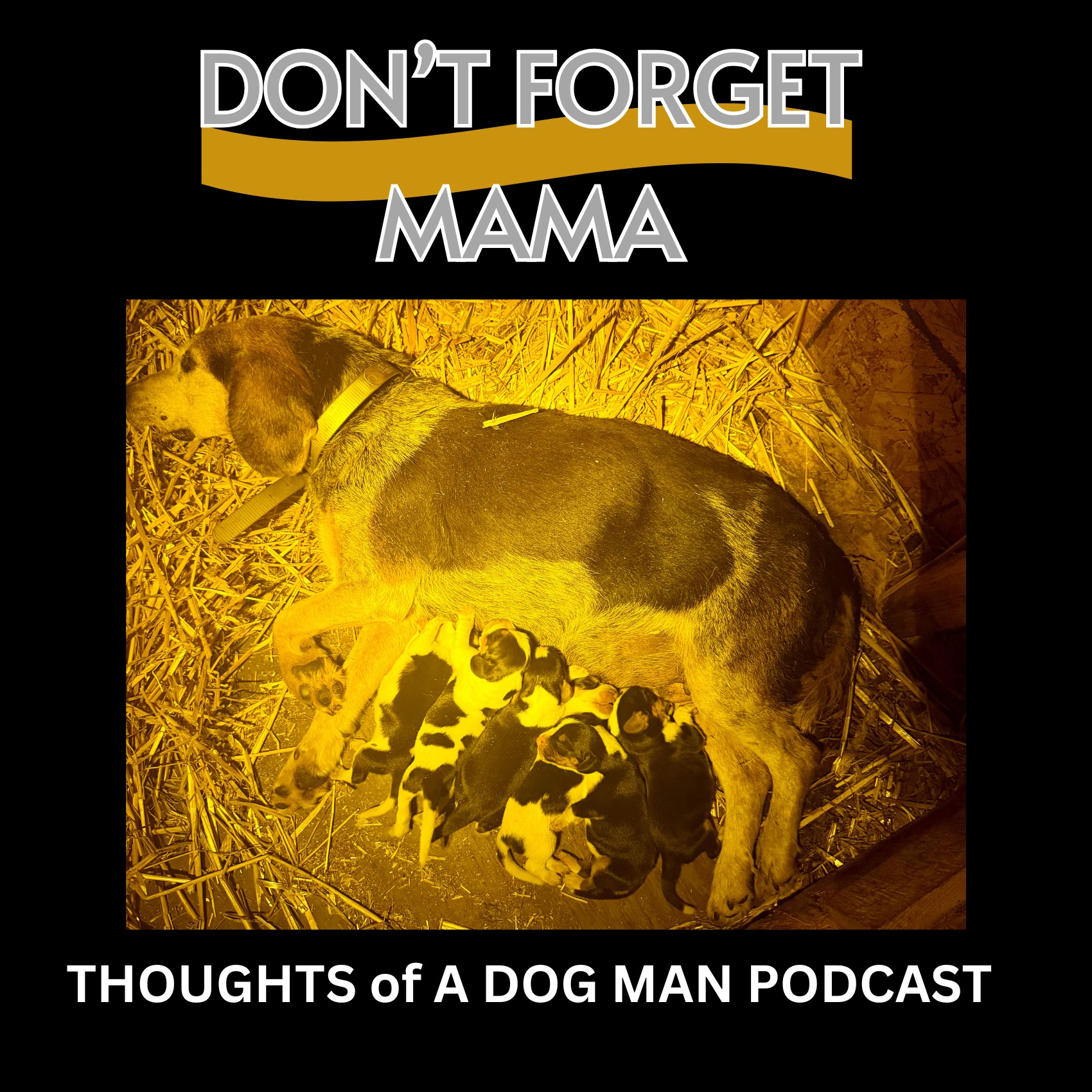 Female Recovery After Weaning Pups For Beginners episode artwork