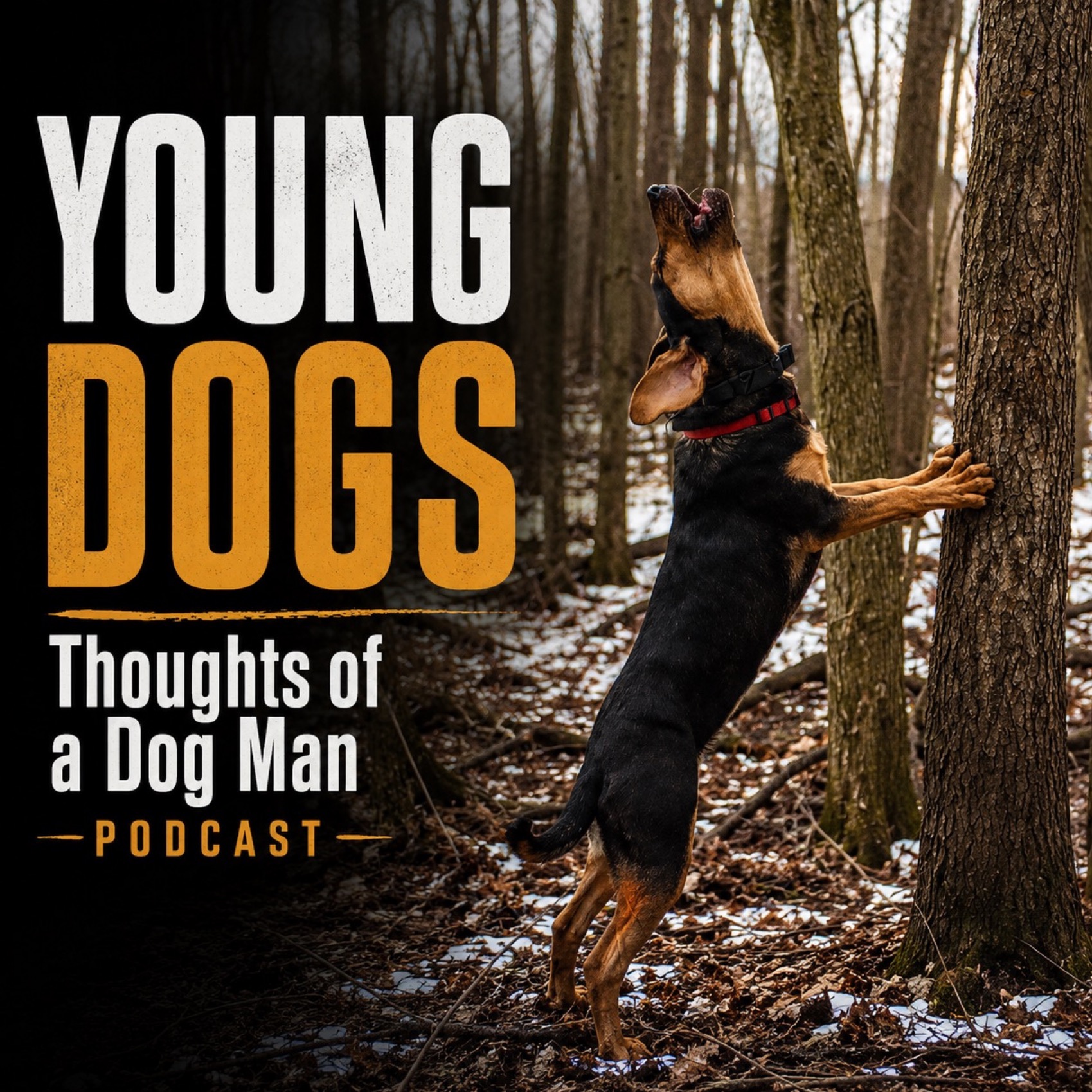 What Are You Looking For in A Young Tree Dog? episode artwork
